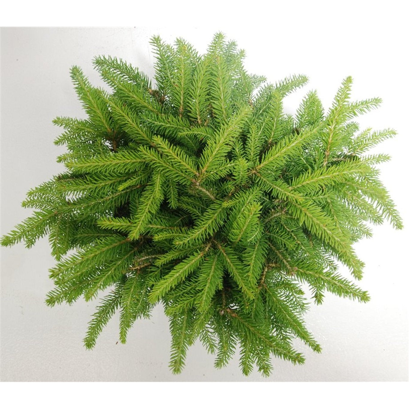 Gran – Picea abies 'Nidiformis' - C5 30-40 CM